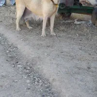 سگ سگ