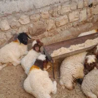 بره.بز.بزغاله میش،