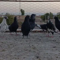 پلنگ|پرنده|رفسنجان, |دیوار