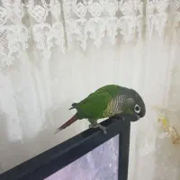 گرینچیک یلوساید دستی و سخنگو