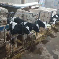 گوساله نر