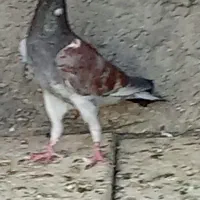 سه تا المانی زمانته نابلدی و پرش ویک سینه ی