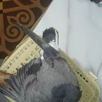 کفتر