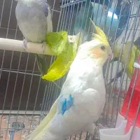 عروس هلندی