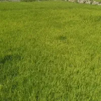 بذر چلتوک علی کاظمی