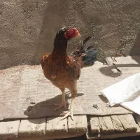 لاری افغان