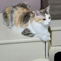 واگذاری گربه