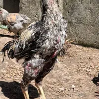 خروس لاری