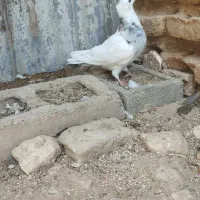 طوق الماسی ماده