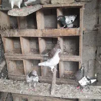 ۱۲عددکبوتر‌به‌فروش‌میرسد