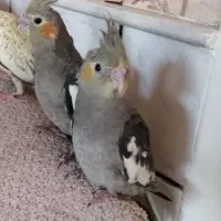 جوجه عروس هلندی دستی