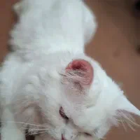 گربه اسکاتیش