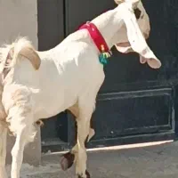 بز چپوش پاکستانی 9ماهه موقعیت جیرفت
