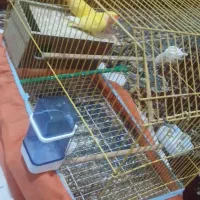 طوطی برزیلی جفت