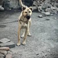 توله ماده سرابی نسل دار6ماهه