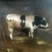 گاونر‌سیمنتال‌‌‌۶۰۰‌کیلو