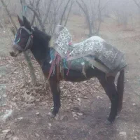 قاطر