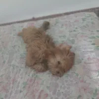 پاپی