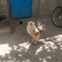 سلطان
