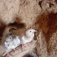 کبوتر سار سرونج