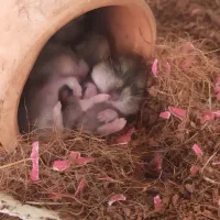 همستر کمپل مینیاتوری