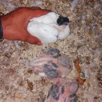 خال کاکلی ساده سیاه جوجه