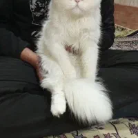 واگذاری گربه