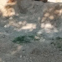 سگ ژرمن شپرد