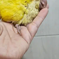 راهب زرد و سفید و مونچیک
