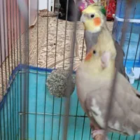 یک جفت عروس هلندی