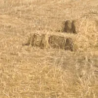 پرس کلش گندم دیم