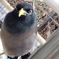 مشاوره درمان پرندگان طوطی هلندی،مرغ عشق،مرغ مینا