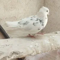 هفرنگ دم سفید