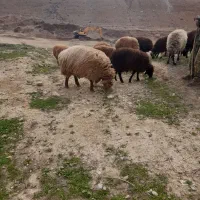 قوچ همو فروشی
