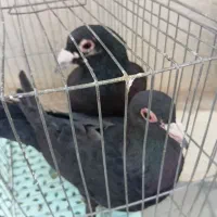 کلاغ