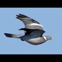 15عدد کبوتر پرشی