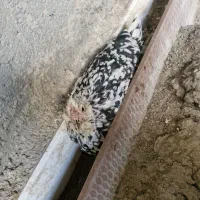 مرغ گلین حرفه ای کرک(کرچ)