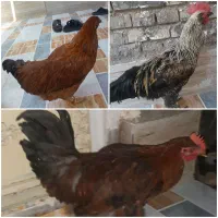 یک عدد مرغ و دوعدد خروس