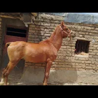 خرید و فروش اسب پالانی