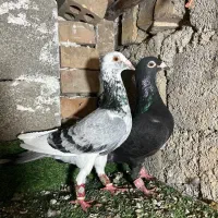 کبوتر جفت....