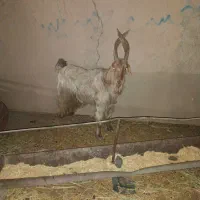 نره بر اخته جلو رو خوشگل چشم گیر