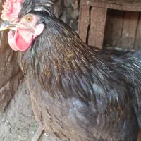 خروس گلین چهل جیل