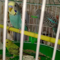 فروش مرغ عشق