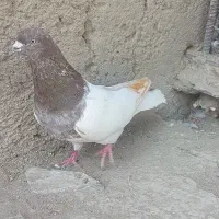 کبوتر