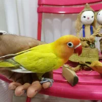 کتوله دست آموز