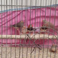 فنچ کینگ اروپایی