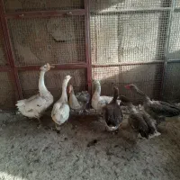 غاز واردک روسی