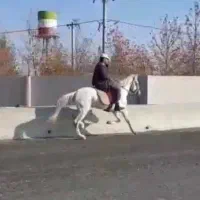 اسب|اسب و تجهیزات اسب‌سواری|گرگان, |دیوار