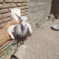 کبوتر