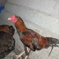 خروس لاری